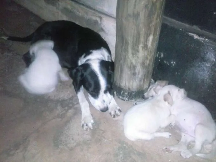 Cachorro ra a  idade Abaixo de 2 meses nome pit,rex e barao