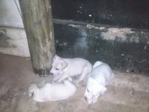 Cachorro raça  idade Abaixo de 2 meses nome pit,rex e barao