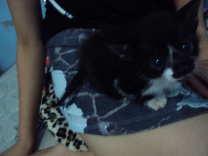 Gato ra a Indefinida idade Abaixo de 2 meses nome Mel