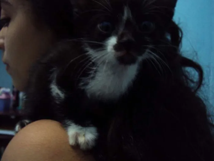 Gato ra a Indefinida idade Abaixo de 2 meses nome Mel