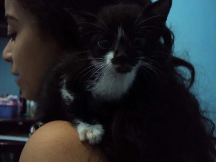 Gato ra a Indefinida idade Abaixo de 2 meses nome Mel
