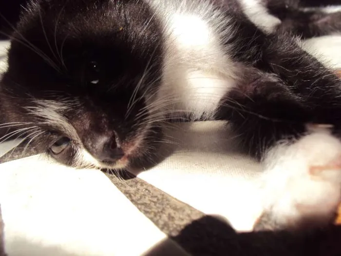 Gato ra a Indefinida idade Abaixo de 2 meses nome Mel