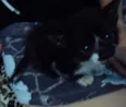 Mel
