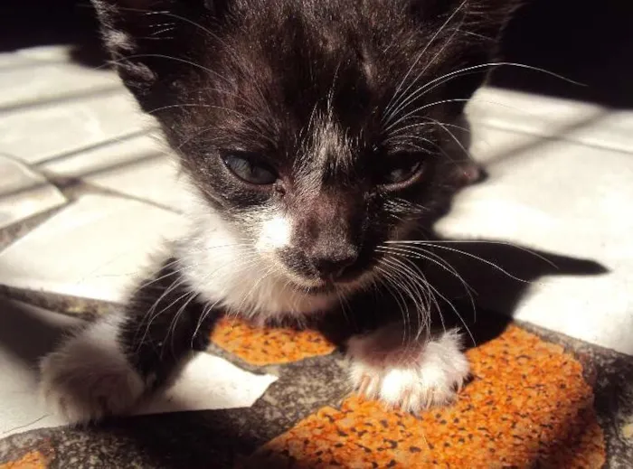 Gato ra a Indefinida idade Abaixo de 2 meses nome Mel