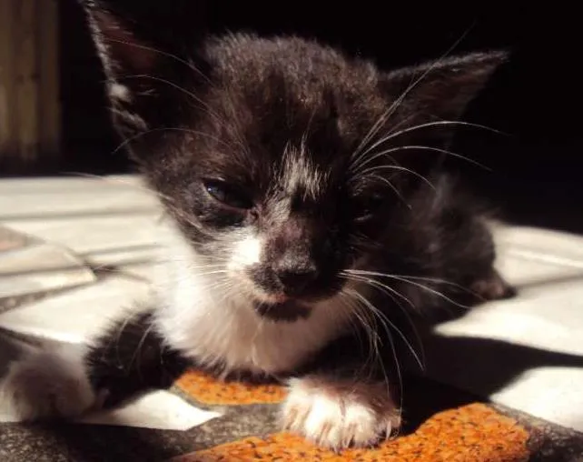 Gato ra a Indefinida idade Abaixo de 2 meses nome Mel