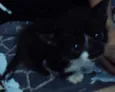 Mel