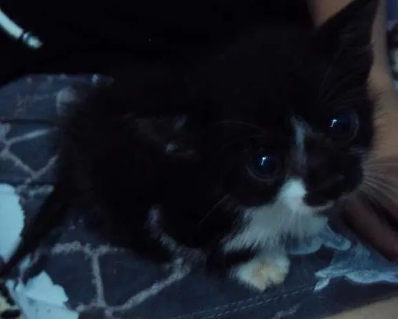 Gato ra a Indefinida idade Abaixo de 2 meses nome Mel