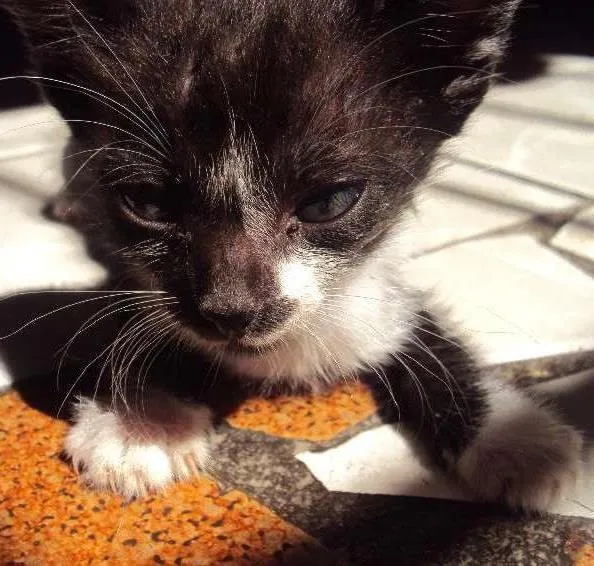 Gato ra a Indefinida idade Abaixo de 2 meses nome Mel