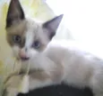 gatinha