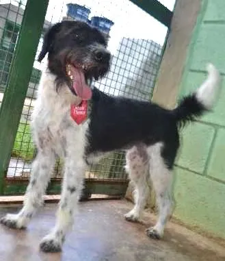 Cachorro ra a SRD idade 2 anos nome STITCH,  rapazinho 