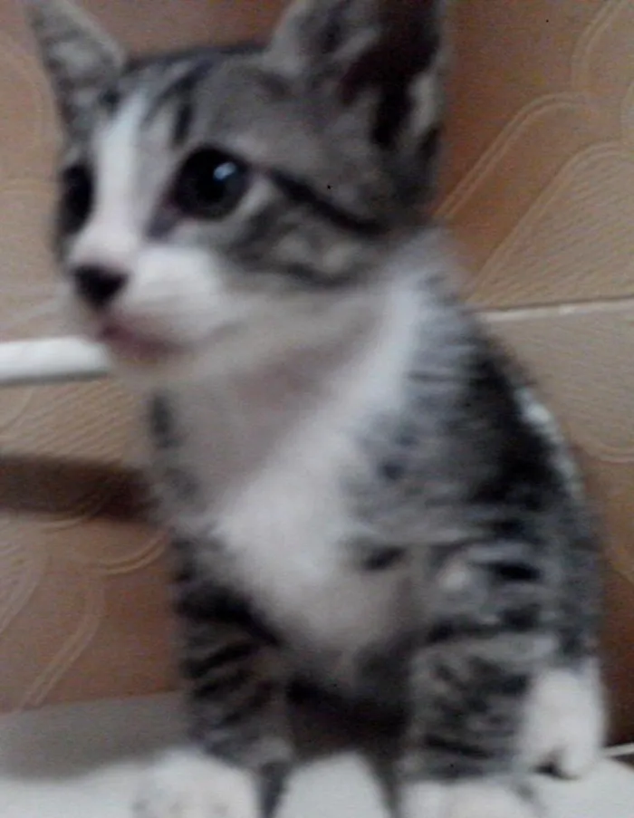 Gato ra a mistura idade Abaixo de 2 meses nome sem nome ainda