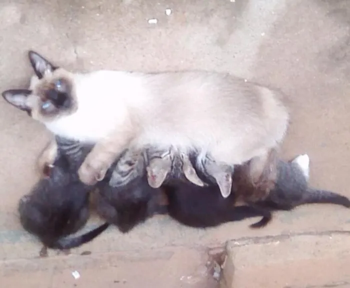 Gato ra a mistura idade Abaixo de 2 meses nome sem nome ainda
