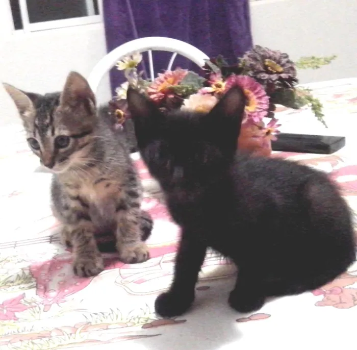 Gato ra a mistura idade Abaixo de 2 meses nome sem nome ainda