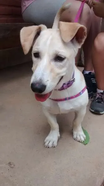 Cachorro ra a SRD idade 7 a 11 meses nome Princesa