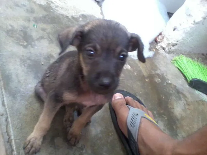 Cachorro raça SRD idade Abaixo de 2 meses nome Gumball