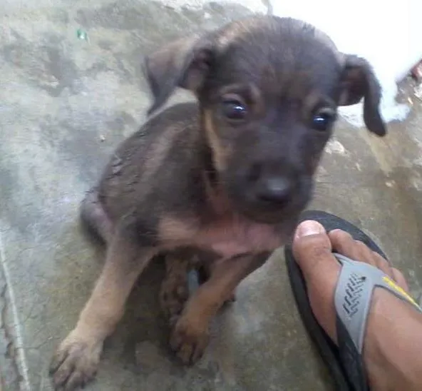 Cachorro raça SRD idade Abaixo de 2 meses nome Gumball