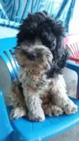 estrela