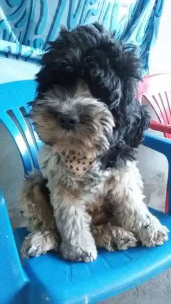 Cachorro raça podle com cocker idade 3 anos nome estrela