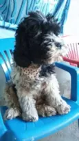 estrela