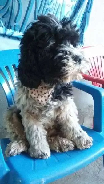 Cachorro raça podle com cocker idade 3 anos nome estrela