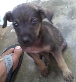Cachorro raça SRD idade Abaixo de 2 meses nome Gumball