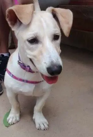 Cachorro raça SRD idade 7 a 11 meses nome Princesa