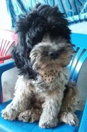 Cachorro raça podle com cocker idade 3 anos nome estrela