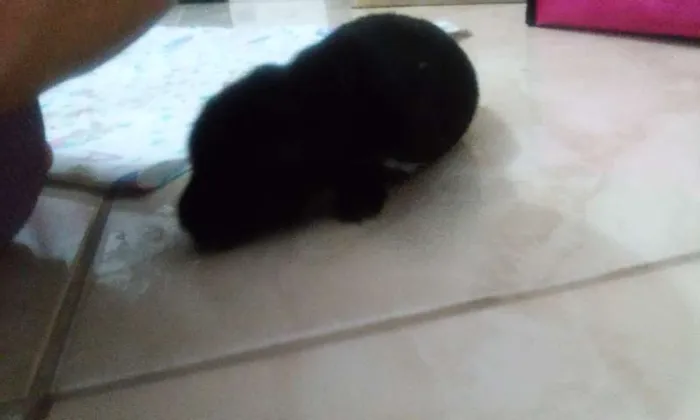Cachorro ra a SRD idade  nome Sophia