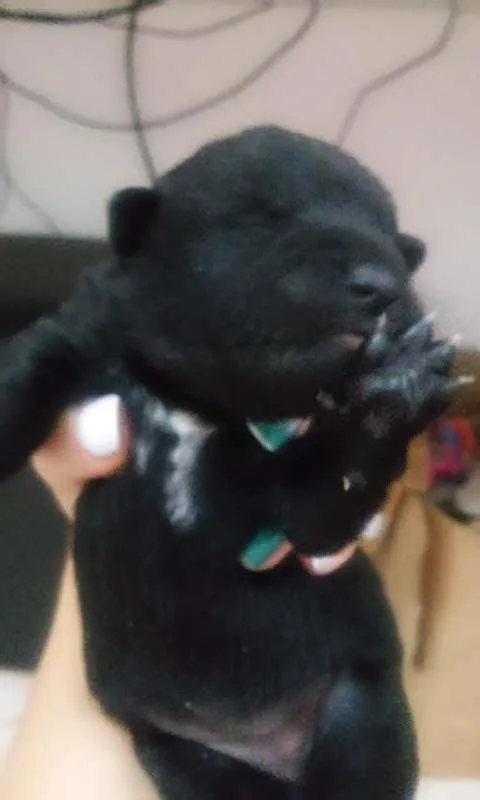 Cachorro ra a SRD idade  nome Sophia