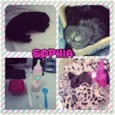 Sophia