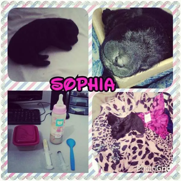 Cachorro ra a SRD idade  nome Sophia