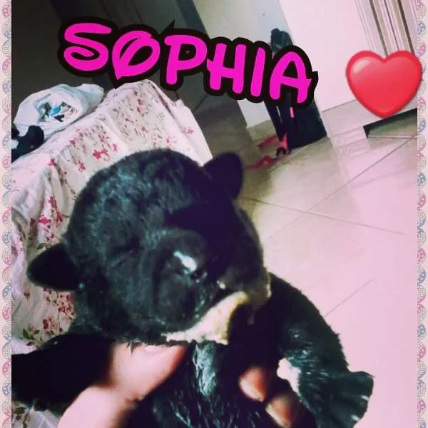 Cachorro ra a SRD idade  nome Sophia
