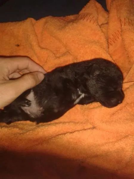 Cachorro ra a SRD idade  nome Sophia