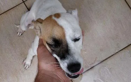 Cachorro ra a SRD idade 7 a 11 meses nome DORA