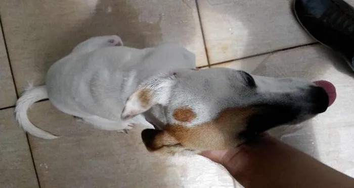 Cachorro ra a SRD idade 7 a 11 meses nome DORA