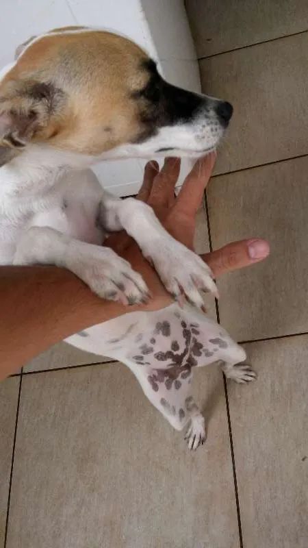 Cachorro ra a SRD idade 7 a 11 meses nome DORA