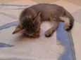 tom