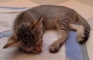 Gato raça misturada idade 2 a 6 meses nome tom