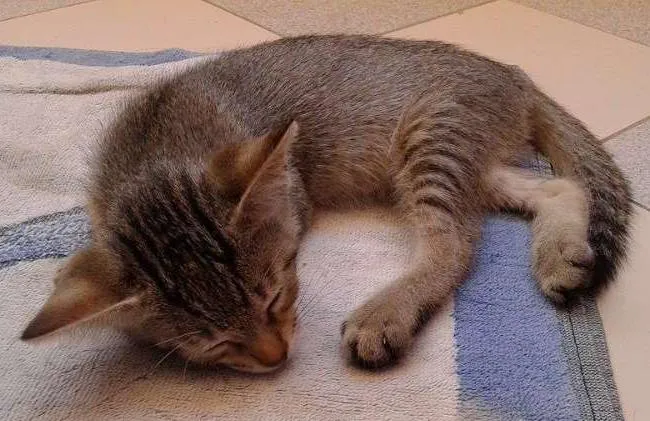Gato ra a misturada idade 2 a 6 meses nome tom