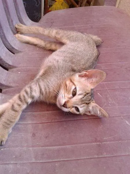 Gato ra a misturada idade 2 a 6 meses nome belinha