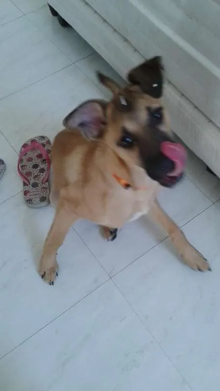 Cachorro ra a SRD idade  nome Linda cadela