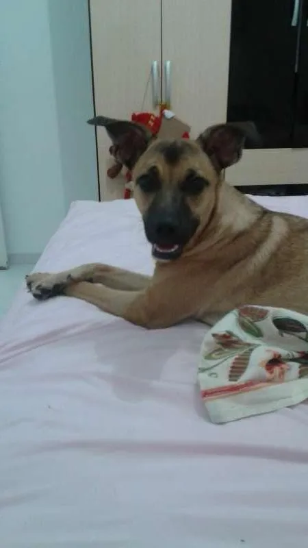 Cachorro ra a SRD idade  nome Linda cadela