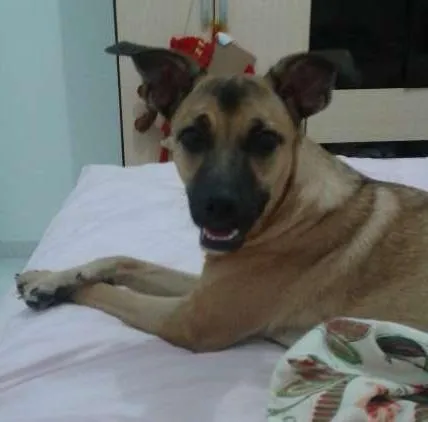 Cachorro ra a SRD idade  nome Linda cadela