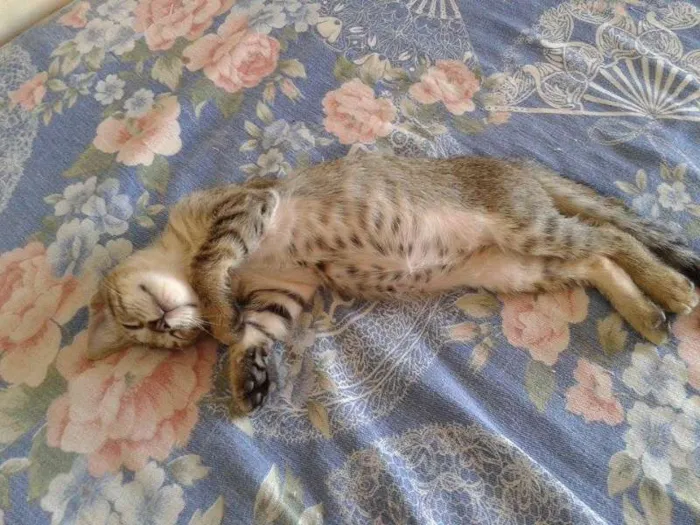 Gato ra a misturada idade 2 a 6 meses nome jerry