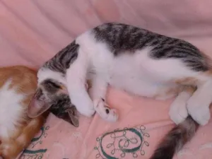 Gato raça misturada idade 7 a 11 meses nome pantera