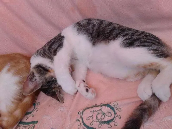 Gato ra a misturada idade 7 a 11 meses nome pantera