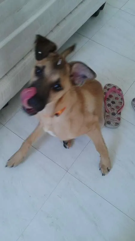 Cachorro ra a SRD idade  nome Linda cadelinha