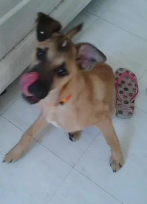 Cachorro raça SRD idade  nome Linda cadelinha
