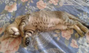Gato raça misturada idade 2 a 6 meses nome jerry
