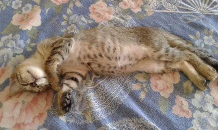 Gato ra a misturada idade 2 a 6 meses nome jerry